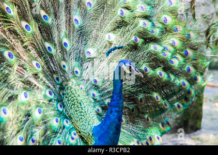 Peacock side profile view Stock Photo