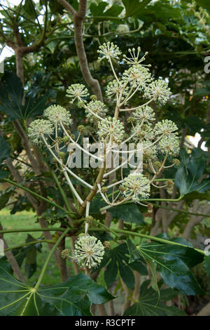 Fatsia Japonica evergreen false caster oil shrub, ivy like flowers in December adding interest to the garden and attracting any pollinating insects Stock Photo