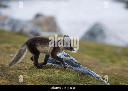 Norway, Svalbard, Spitsbergen. Hornsund, Gnalodden, arctic fox (Vulpes Lagopus) with summer coat. Stock Photo