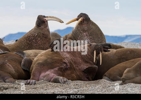 Norway, Svalbard, Nordaustlandet-Svalbard Nature Reserve, Torrellneset. Male Atlantic walrus (Odobenus rosmarus rosmarus) Stock Photo