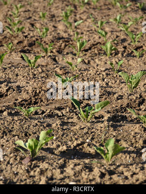 beet field (beta vulgaris subsp. vulgaris) Stock Photo