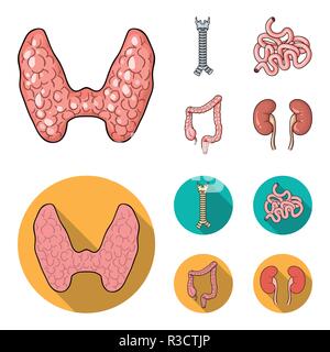 Thyroid gland, spine, small intestine, large intestine. Human organs set collection icons in cartoon,flat style vector symbol stock illustration . Stock Vector