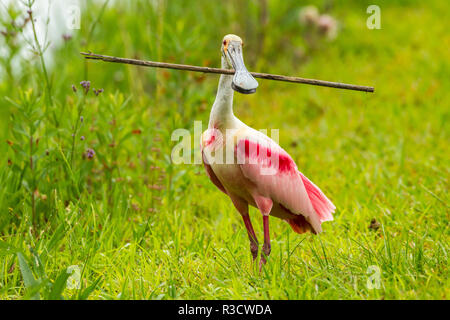 USA, Louisiana, Jefferson Island. Roseate spoonbill with stick for nest. Stock Photo