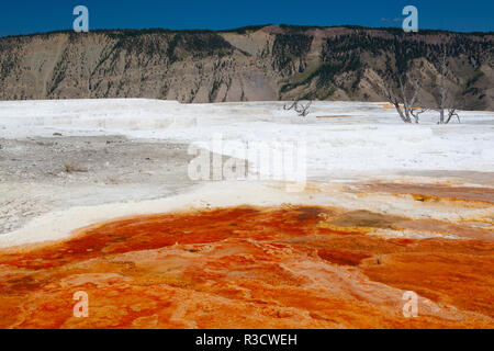 Mammoth Hot Springs is a large complex of hot springs on a hill of travertine in Yellowstone National Park. Wyoming, USA. Stock Photo