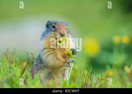 USA, Montana, Glacier National Park. Columbian ground squirrel eating flower. Stock Photo