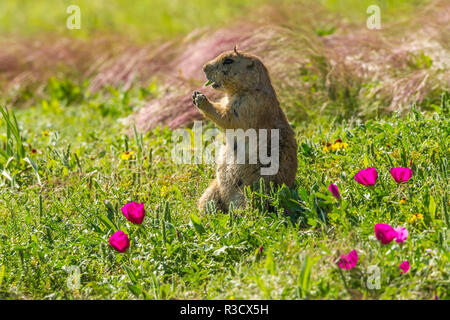 USA, Oklahoma, Wichita Mountains National Wildlife Refuge. Prairie dog eating. Stock Photo