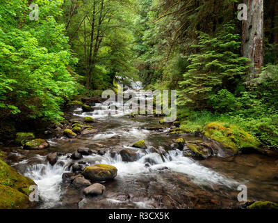 USA, Oregon, Siuslaw National Forest, Cape Perpetua Scenic Area ...