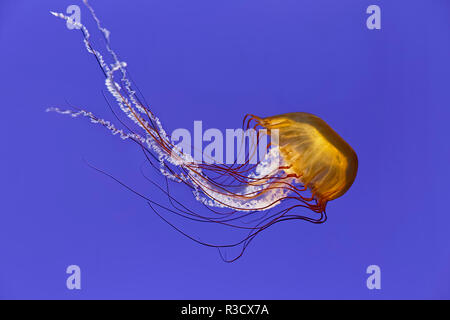 Pacific sea nettle jellyfish, Chrysaora fuscescens, Oregon Coast Aquarium, Newport, Oregon Stock Photo