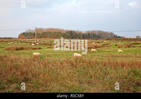Sheep grazing on low-lying marshland in the Norfolk Broads at West Somerton, Norfolk, England, United Kingdom, Europe. Stock Photo