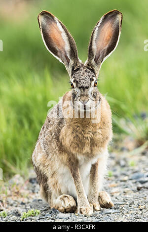 Black-tailed jackrabbit (Lepus californicus), Malheur National Wildlife Refuge, Oregon. Stock Photo