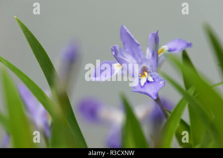 Crested Dwarf Iris, Iris cristata, Great Smoky Mountains National Park, Tennessee Stock Photo