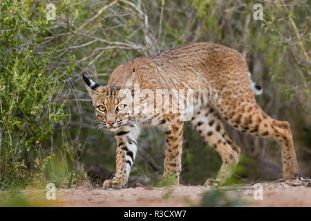 Bobcat (Lynx rufus) drinking at pond on hot summer afternoon. Stock Photo