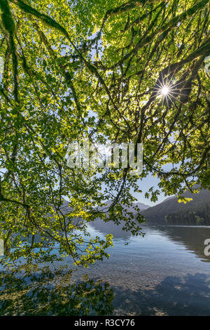 USA, WA, Olympic National Park. Alder trees and Lake Crescent. Stock Photo