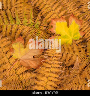 USA, WA, Seabeck. Bracken ferns and maple leaves in autumn. Stock Photo