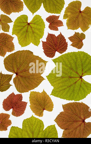 USA, WA, Seabeck. Grape leaf montage. Stock Photo