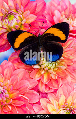 Aegina callicore Blue and Orange butterfly with colorful flowering Dahlias Stock Photo