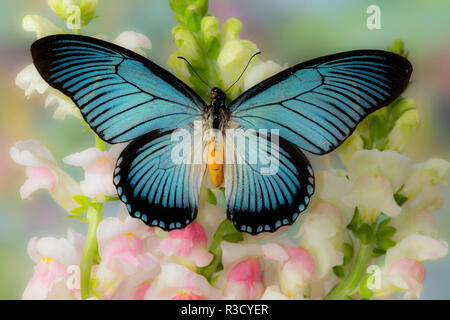 African butterfly Giant Blue Swallowtail, Papilio zalmoxis on Pink flowering Snapdragons Stock Photo