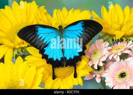 The blue mountain swallowtail butterfly, Papilio Ulysses Stock Photo