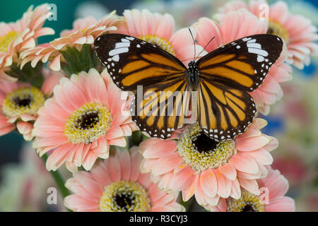 Viceroy butterfly, Limenitis Archippus on pink Gerber Daisies Stock Photo