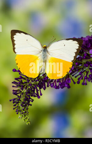White and Yellow butterfly in the Pieridae family on purple Butterfly Bush Stock Photo