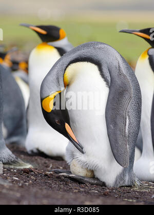 King Penguin (Aptenodytes patagonicus) on the Falkland Islands in the South Atlantic. Incubating egg on feet.