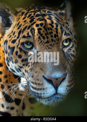 Portrait of a male Jaguar  Panthera onca Stock Photo