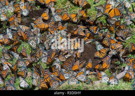 El Rosario Butterfly Reserve, Mexico Stock Photo