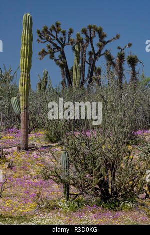 Baja California, Mexico. Wildflowers carpeting the desert floor and ...