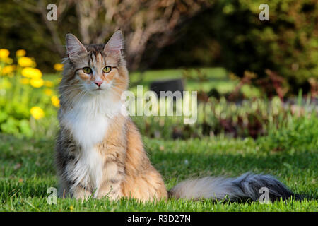 Norwegian forest cat female with bushes and yellow flowers on her background Stock Photo