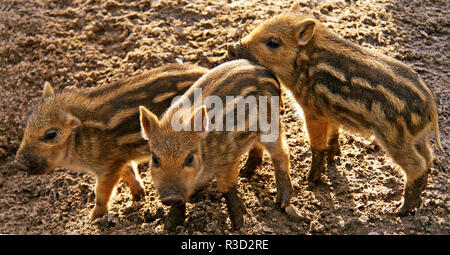 three little piglets Stock Photo