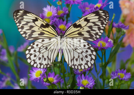 Paper Kite Butterfly, Idea leuconoe on Aster Flowers Stock Photo