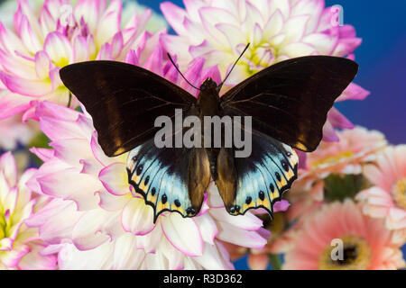 Tropical butterfly Charaxes eurialus from Indonesia on Dahlia Flowers Stock Photo