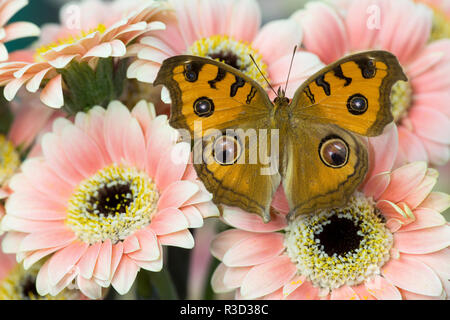 Peacock pansy, Junonia almana found in Southeast Asia, on pink Gerber Daisy Stock Photo