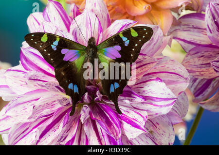 Butterfly Graphium weiski, the purple spotted Swallowtail on Dahlia flowers Stock Photo