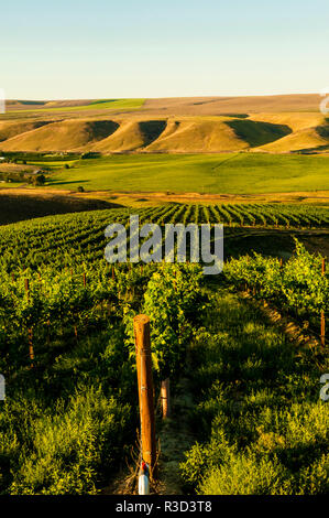 USA, WA, Richland. Goose Ridge vineyard at dawn. Stock Photo