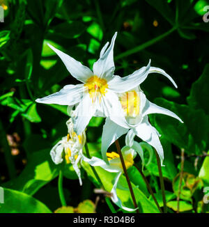 White Avalanche Lily Erythronium Montanum wildflower. Mount Rainier National Park, Paradise, WA, USA Stock Photo