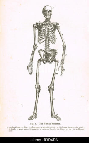 The Human Skeleton. A 19th Century diagram Stock Photo