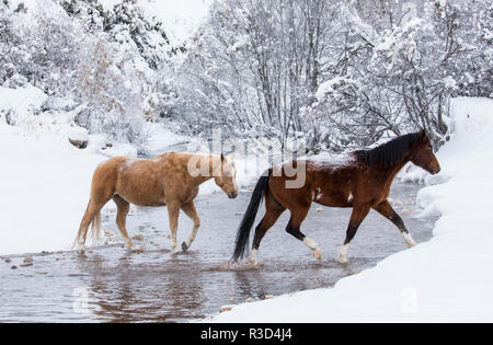 Wintertime, Hideout Ranch, Wyoming. Horses crossing Shell Creek (PR) Stock Photo