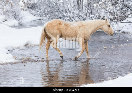 Wintertime Hideout Ranch, Wyoming with horses crossing Shell Creek (PR) Stock Photo