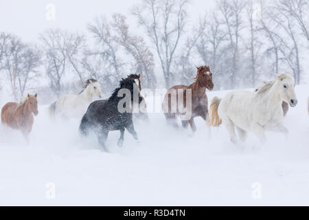 Hideout Ranch, Shell, Wyoming. Horse running through the snow. (PR) Stock Photo