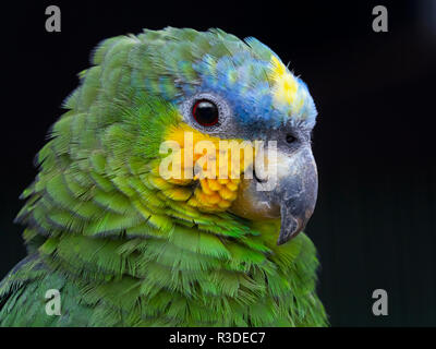 Orange-Winged Amazon Parrot Amazona amazonica Stock Photo