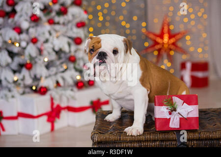 dog breed English bulldog under the Christmas new year tree sitting on basket close to presents happy smiling. Stock Photo