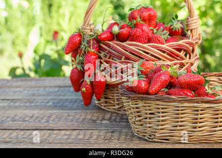 Two baskets full with just picked fresh red ripe strawberries on wooden desks with green natural background Stock Photo