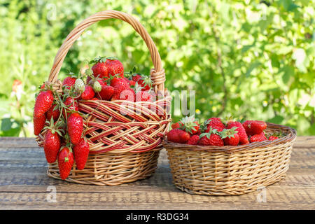 Two baskets full with just picked fresh red ripe strawberries on wooden table with green natural background Stock Photo