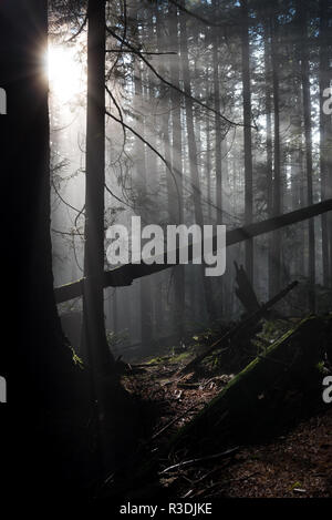 Rainforest of North Vancouver. Fog burns off and magic happens when the sunlight breaks over branches and rays of light are cast through the woods. Stock Photo