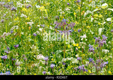 A shot of a wild flower meadow focusing primarily on Borage (borago officinalis). Stock Photo