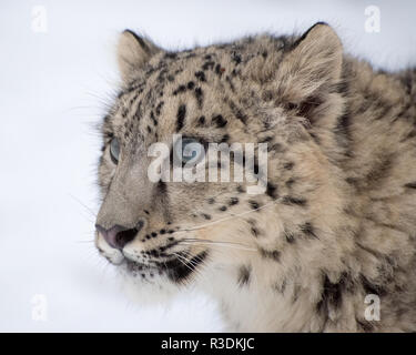 Snow Leopard Cub Portrait on Isolated White Background Stock Photo