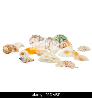 Isolated Multi Colored Sea Shells Straight On Angle Stock Photo