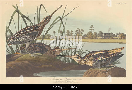 American Snipe. Dated: 1835. Medium: hand-colored etching and aquatint on Whatman paper. Museum: National Gallery of Art, Washington DC. Author: Robert Havell after John James Audubon. John James Audubon. ROBERT HAVELL DER JÜNGERE. AUDUBON, JOHN JAMES. Stock Photo