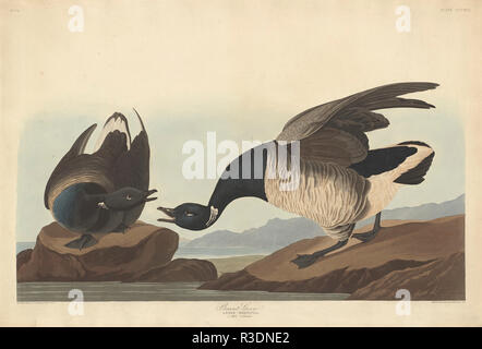 Brant Goose. Dated: 1837. Medium: hand-colored etching and aquatint on Whatman paper. Museum: National Gallery of Art, Washington DC. Author: Robert Havell after John James Audubon. AUDUBON, JOHN JAMES. Stock Photo